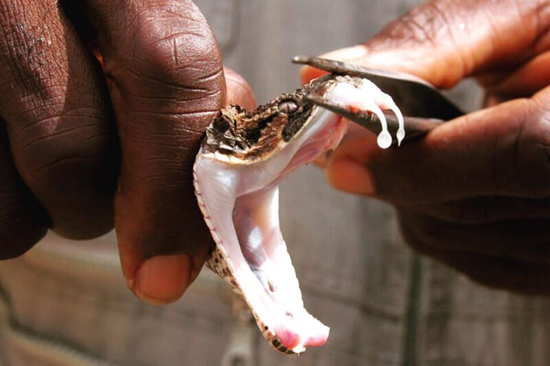 How Snake Venom Kills: First Aid Steps and what not to do