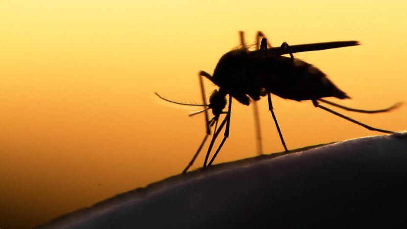 Antimalarial Resistance in West Africa: New 2026 Data on Treatment Failure